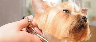 grooming1.jpg